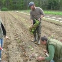 Planting Swiss Chard