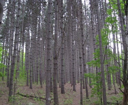 A dense forest along the Appalachian Trail with tall, straight trees spaced closely together. The ground is covered with sparse vegetation, and some green leaves and branches are visible on the right side of the image.