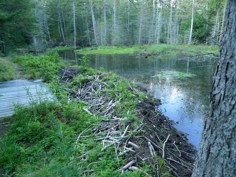 A beaver dam made of sticks and branches stretches across a backcountry water pond in a forest; a wooden boardwalk runs alongside, with green trees and plants surrounding the area.