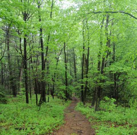 Massachusetts Green Tunnel