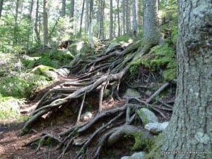 Deep Roots