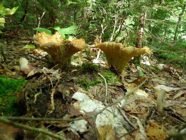 Fluted Mushroom