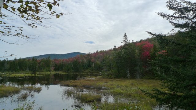 Beaver Ponds on Zealand Brook Trail