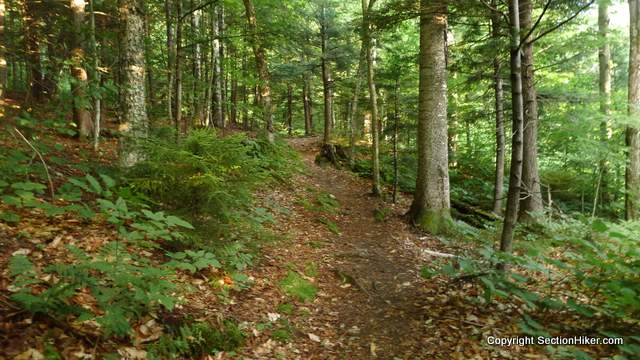The beginning of the trail runs past large trees along a gentle grade.