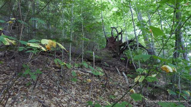 Alternating bands of spruce and open woods