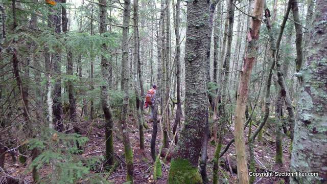 Mostly open woods between South and Middle Hitchcock
