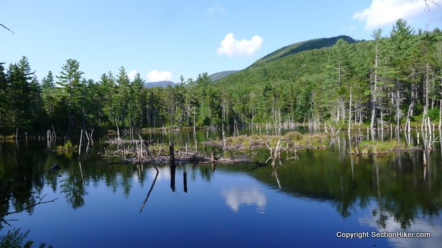 After another mile and a half you pass by a big beaver pond