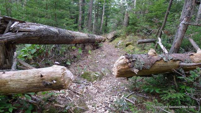The Bennet St Trail is well maintained and easy to follow