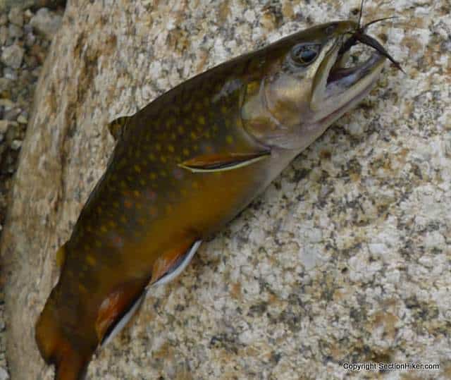 Rocky Branch Brook Trout