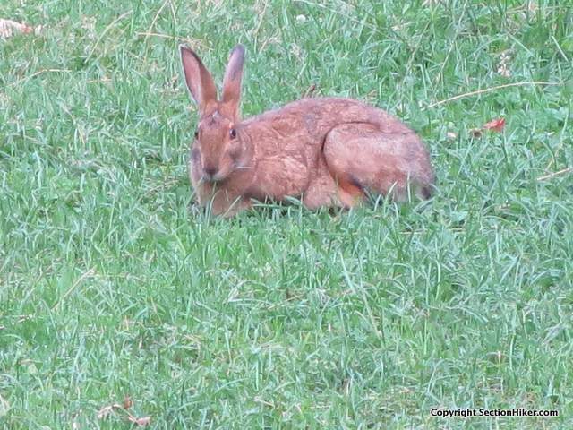 A Hare that liked to visit us in the evening at one of the camp sites where we used the Lightning FL 2 tent (off Cherry Mountain Rd)