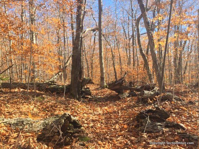 Sunlight emanated from the forest itself against the backdrop of an azure sky