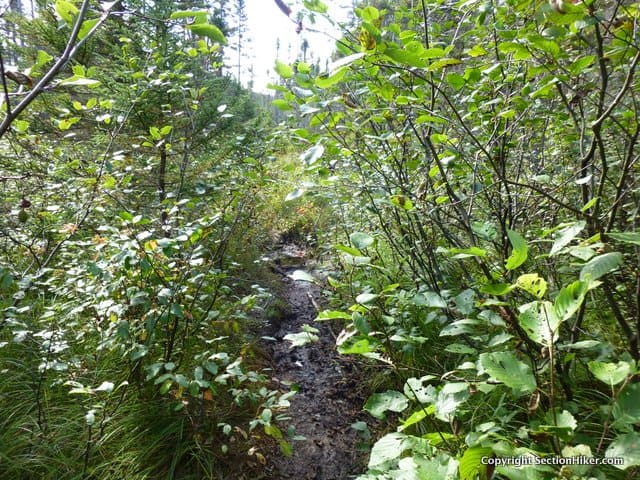 One of the more claustrophobic sections of the Shoal Pond Brook Trail
