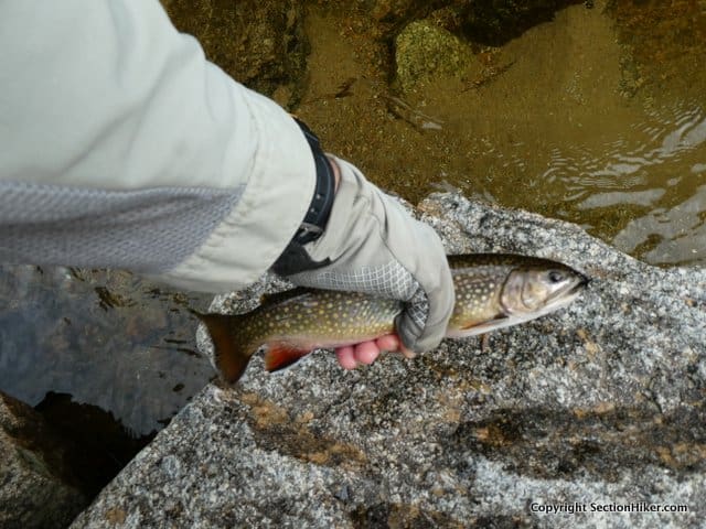 A big (New England) brookie caught on the DragonTail Hydra