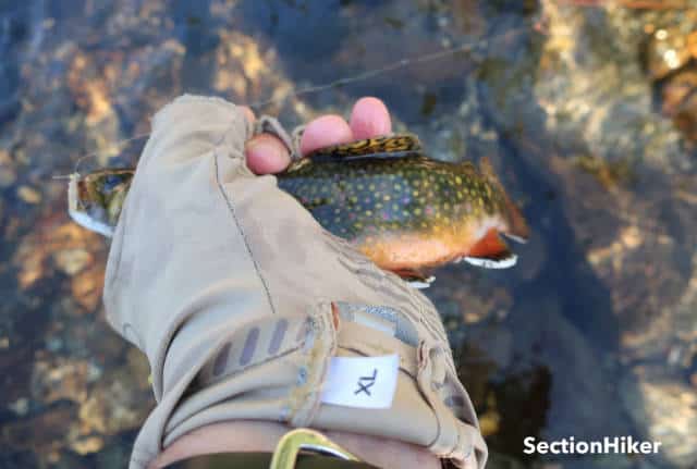 A Great Gulf Brook Trout
