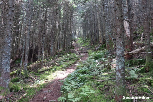 The “abandoned” Firewarden’s Trail climbs the west side of Mt Hale.