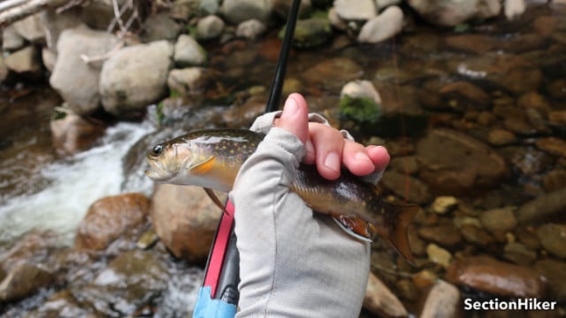 There's an electric connection that occurs when you hold a live trout in your hands