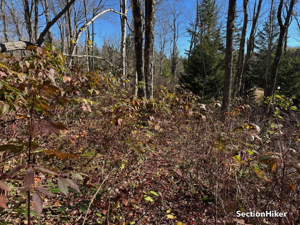 The trail was heavily overgrown and hard to find in places.